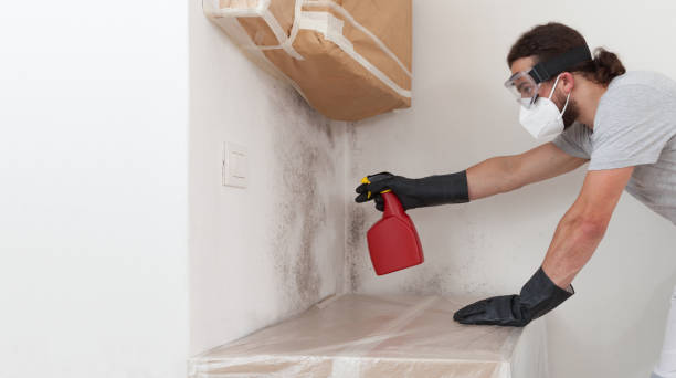 Professional Basement Mold Removal technician working in Waldorf, MD