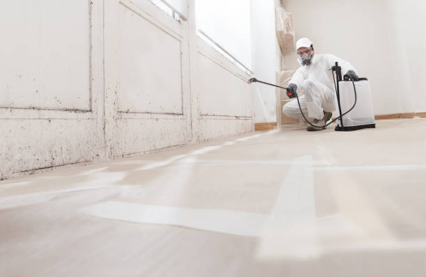 24/7 Emergency Basement Mold Removal experts in Waldorf, MD
